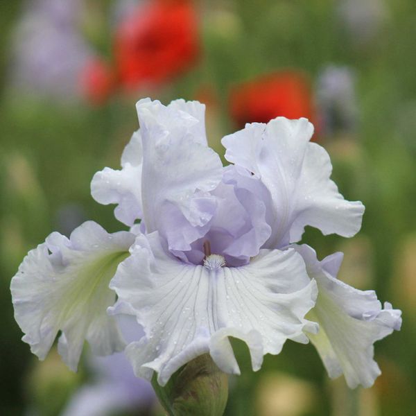 Bearded Iris Bulbs - Silverado