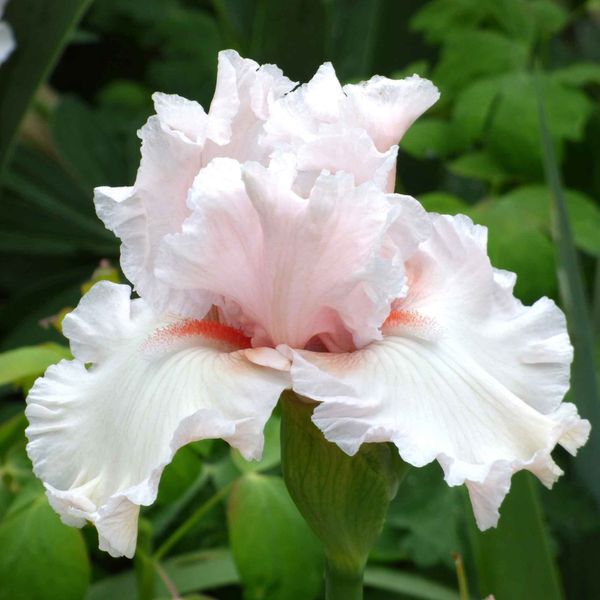 Bearded Iris Bulbs - Society Page