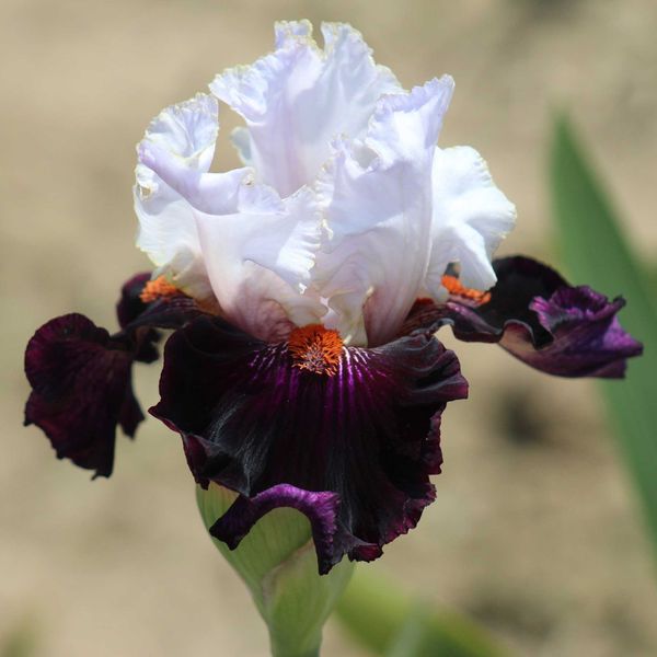 Bearded Iris Bulbs - Starring