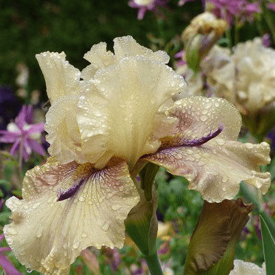 Bearded Iris Bulbs - Thornbird