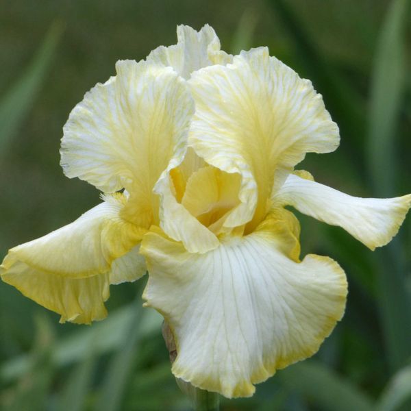 Re-Blooming Bearded Iris Bulbs - Total Recall