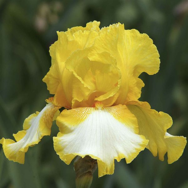 Bearded Iris Bulbs - Vested Interest