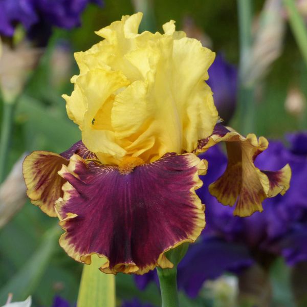 Re-Blooming Bearded Iris Bulbs - Vintage Charm
