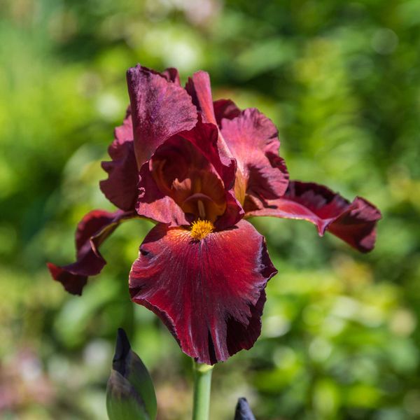 Bearded Iris Bulbs - War Chief