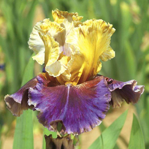 Re-Blooming Bearded Iris Bulbs - Final Episode