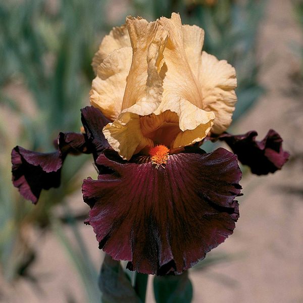 Bearded Iris Bulbs - Idol