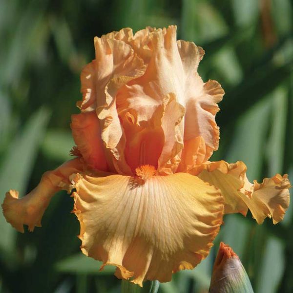 Bearded Iris Bulbs - Peach State