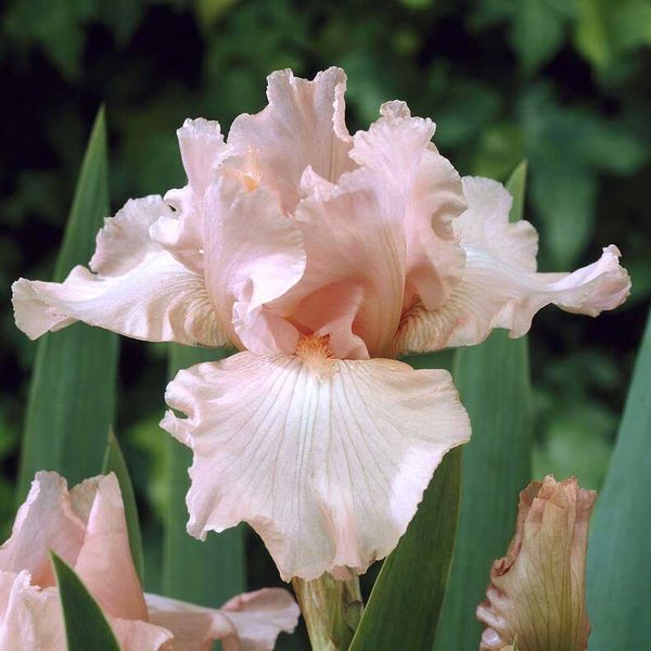 Re-Blooming Bearded Iris Bulbs - Pink Attraction