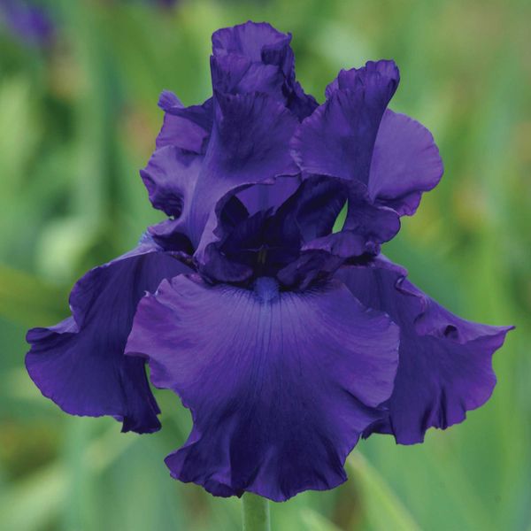 Bearded Iris Bulbs - Titan's Glory
