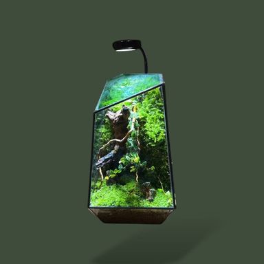 Terrarium design en verre pour plante