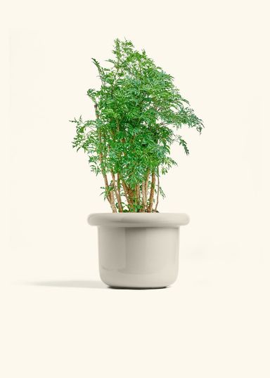Fat Lip Planter, Oat