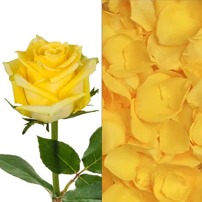 Member's Mark Roses and Petals Combo, 75 stems+ 2,000 petals:- Yellow