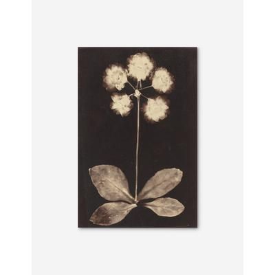 Botanical Photogram Print, Unframed, 18" x 28"