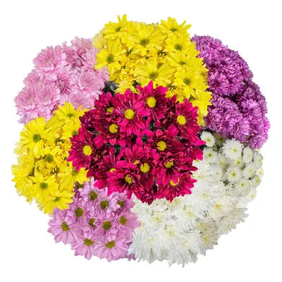 This assortment includes beautiful cushion, daisy and novelty pompons in lavender, white and yellow.:- Mixed