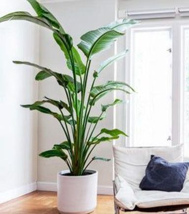 Orange Bird of Paradise | House plants indoor, Tall indoor plants, Hanging plants indoor