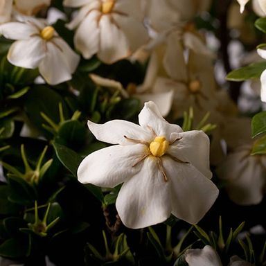 Southern Living Scentamazing Gardenia Live Shrub in 2-Gallon Grower Pot
