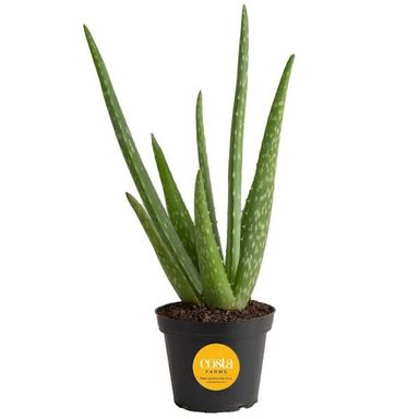 Costa Farms Aloe Vera Indoor Plant in 4 in. Grower Pot, Avg. Shipping Height 10 in. Tall S-ALO-G-POT-01