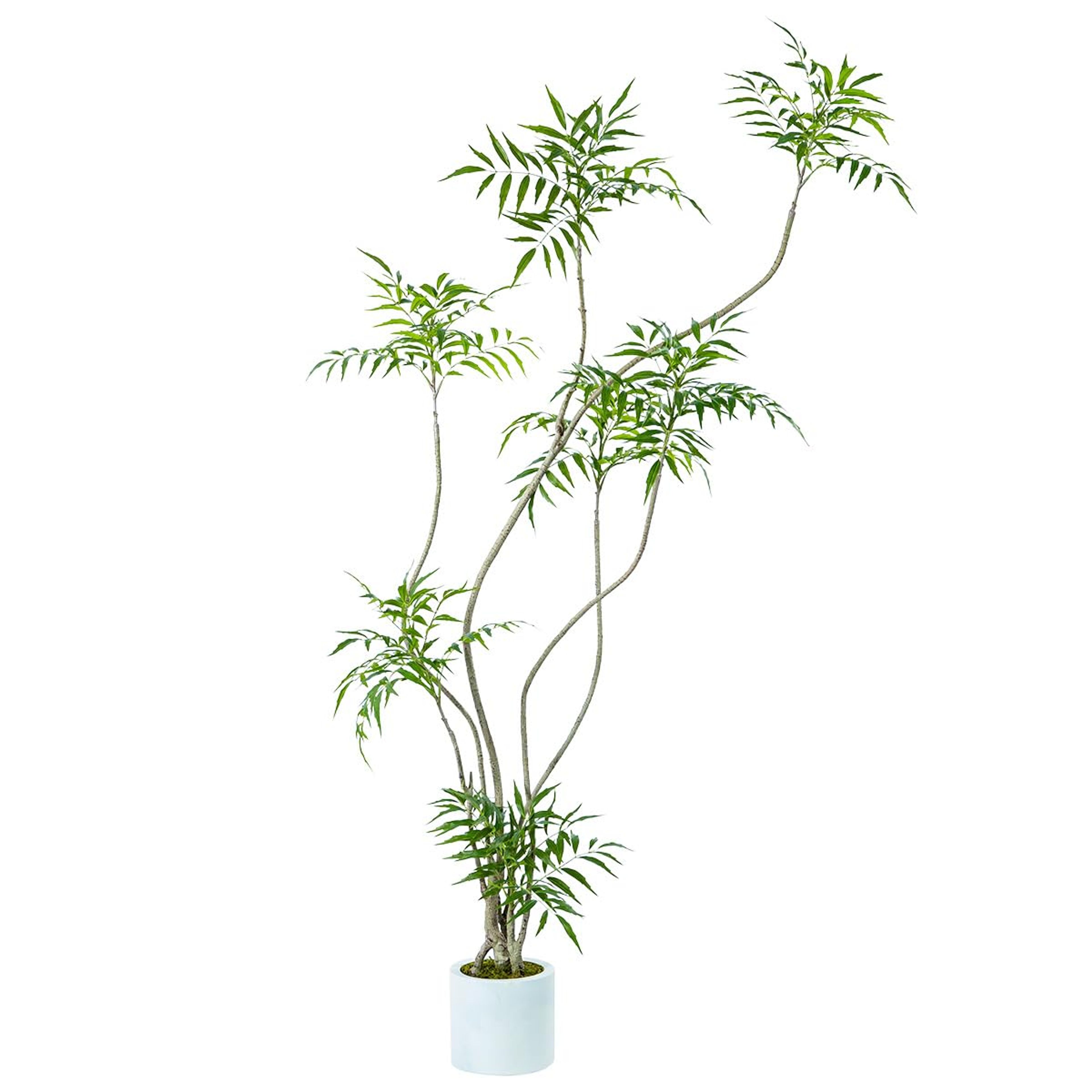 6ft Artificial Mahonia Fortunei Tree - Realistic Fake Indoor Plant