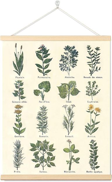 Amazon.com: Vintage Herbs Posters Prints Botanical Wall Art Hanging Decor, Antique Plant Pictures Wall Art Green Cottagecore Posters Nature Plant Canvas Hanging Painting for Home Room Dorm Decors Frame,16x22 Inch: Posters & Prints