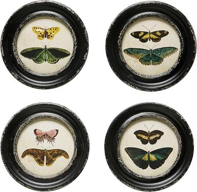 Amazon.com: Creative Co-Op Moth and Butterfly Framed Wall Decor, Multicolor, Set of 4: Posters & Prints