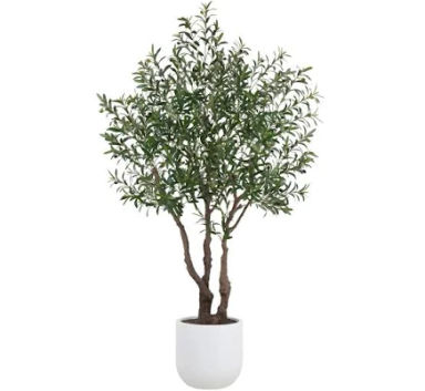 7.5ft Olive Tree, Potted CG Hunter