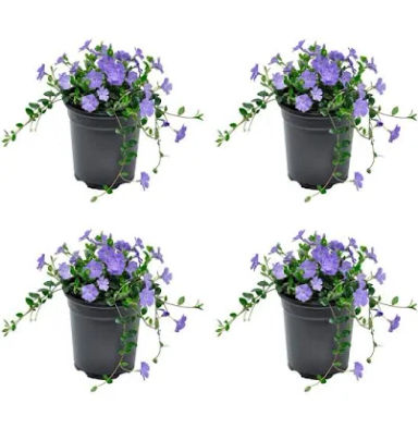 Lowe's Blue Perennial Plant