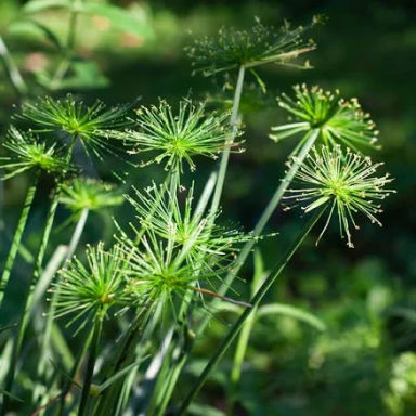 White Flower Farm Cyperus PAPyrus Crown of Pharaoh