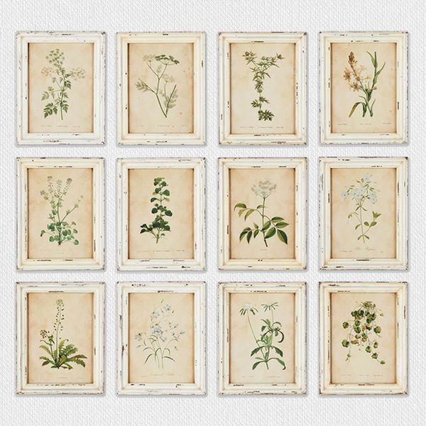Framed Wild Flower Botanical Prints Set of 12