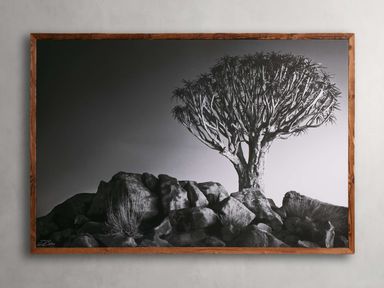 Kokerboom Framed Print