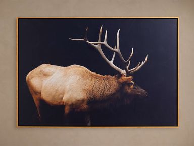 Caribou Framed Print