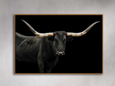 Longhorn Framed Print