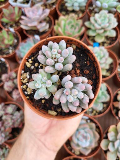 Pachyphytum rzedowskii coréen